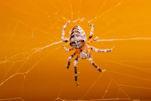 Animais de estimação aranha — Fotografia de Stock