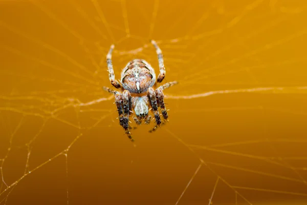 Animales de las mascotas araña — Foto de Stock