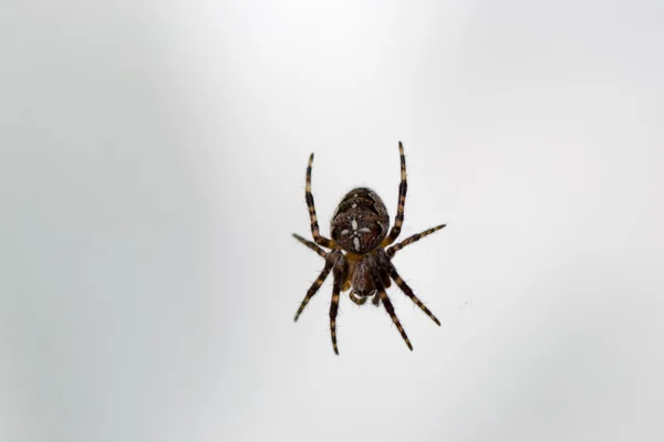 Animales de las mascotas araña — Foto de Stock