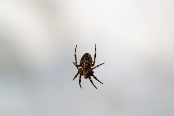 Животные пауков — стоковое фото