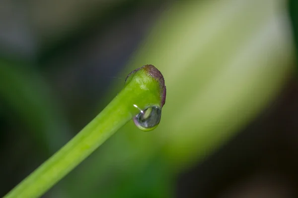 Grünes Gras — Stockfoto