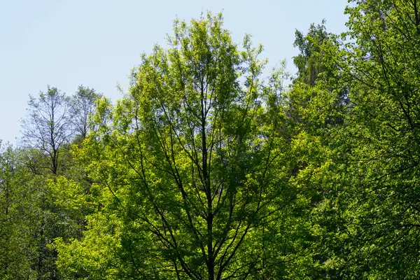 Bäume Sonne — Stockfoto