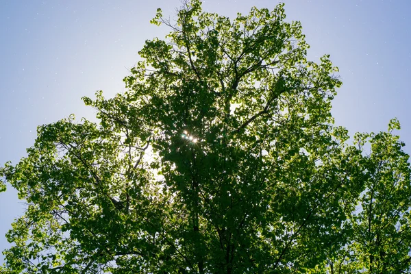 Деревья солнце — стоковое фото