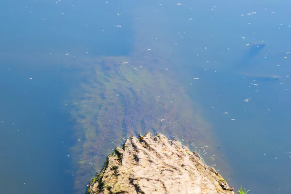 Вода из дерева — стоковое фото