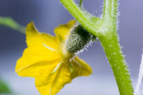 Keimgurke — Stockfoto