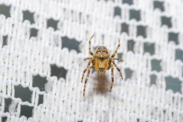 Aranha — Fotografia de Stock