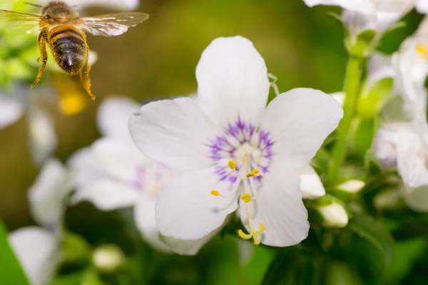 Dieren bee — Stockfoto