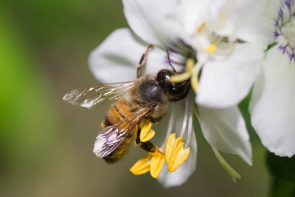 Dieren bee — Stockfoto