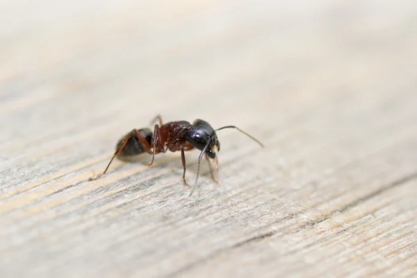 Hayvanlar karınca — Stok fotoğraf