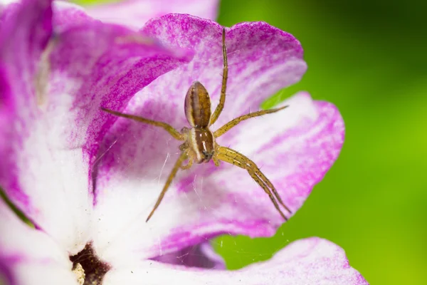 Spinnentiere — Stockfoto