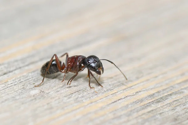 Hormiga animales — Foto de Stock