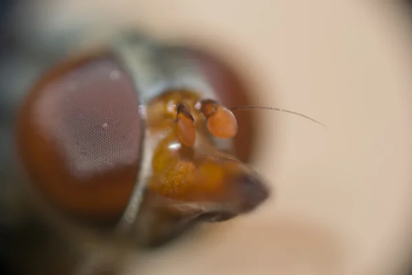 Dragonfly eyes — Stockfoto