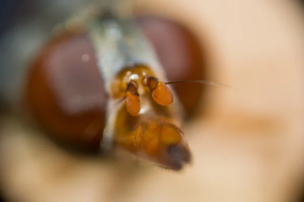 Libélula ojos — Foto de Stock