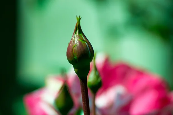 Blomma — Stockfoto