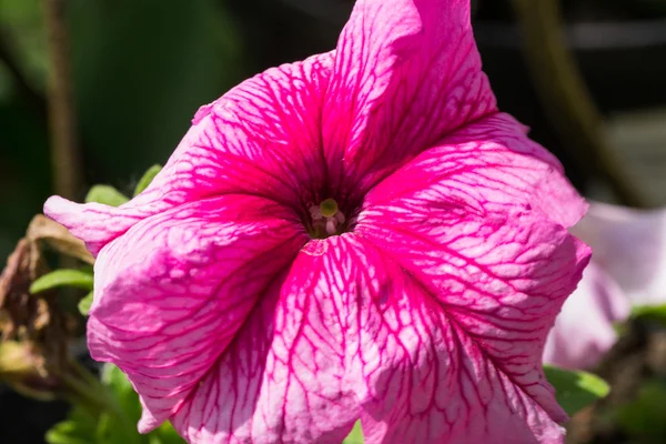 Flor — Fotografia de Stock