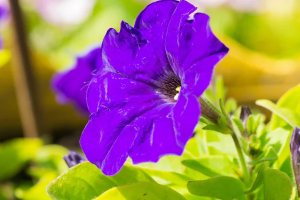 Flor — Foto de Stock