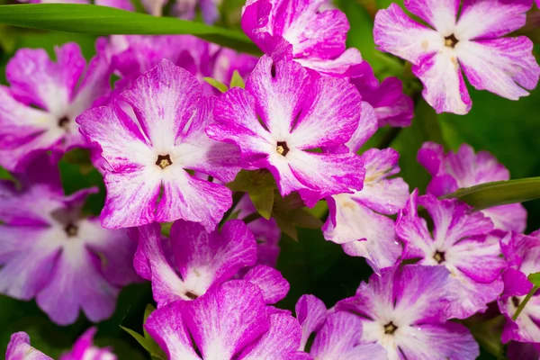 Flor — Fotografia de Stock