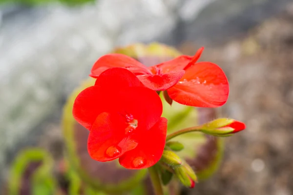 Flor — Fotografia de Stock