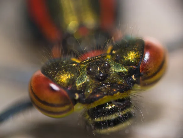 Dragonfly ogen — Stockfoto