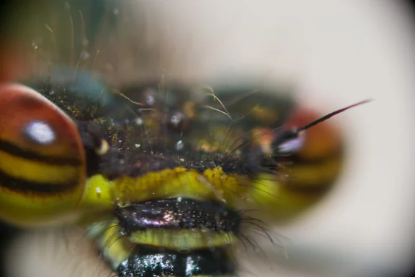 Dragonfly eyes — Stockfoto