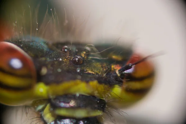 Olhos de libélula — Fotografia de Stock