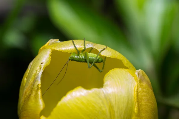 Grasshopper — Stock Photo, Image