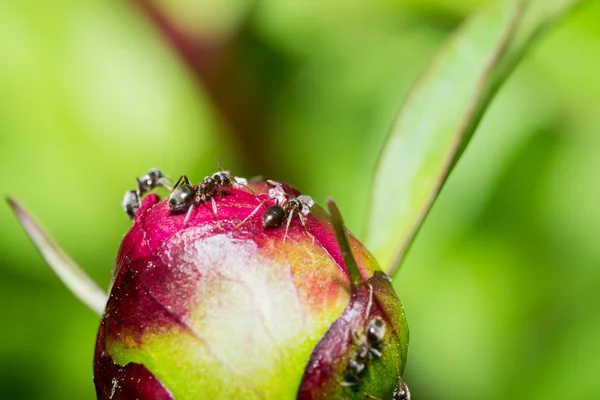 The ant — Stock Photo, Image