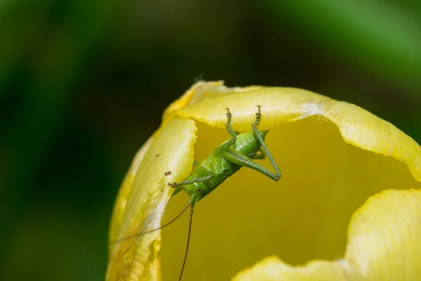 Grasshopper — Stock Photo, Image