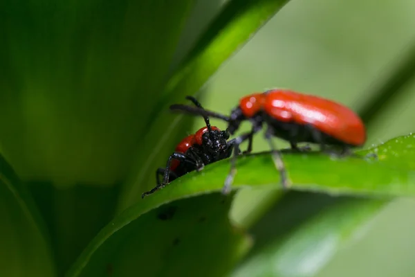 Escarabajo — Foto de Stock