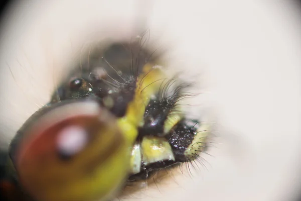 Dragonfly eyes — Stock Photo, Image