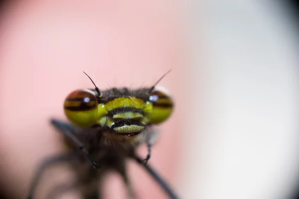 Dragonfly eyes — Stockfoto