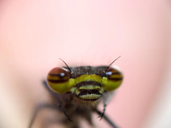 Dragonfly eyes — Stock Photo, Image