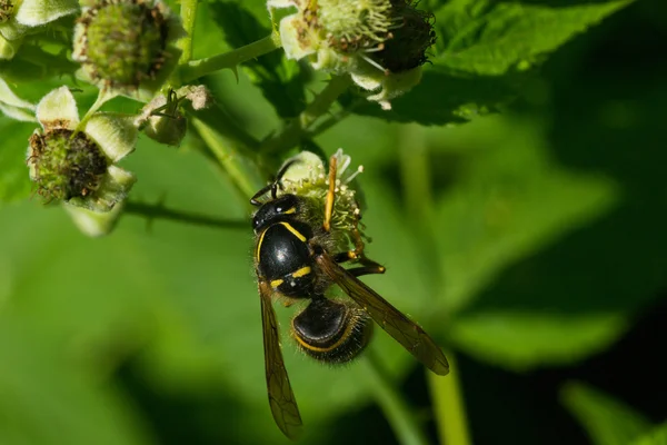 Insektenwespe — Stockfoto