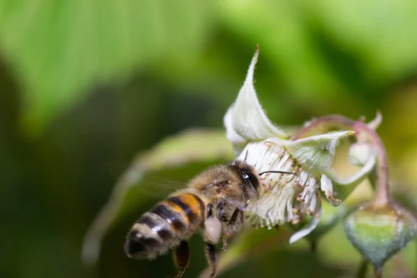 动物蜂 — 图库照片