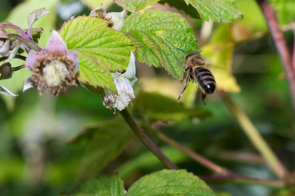 animals bee