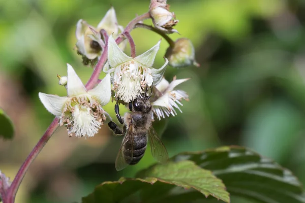 Animals bee — Stock Photo, Image