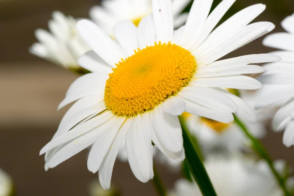 Flor —  Fotos de Stock