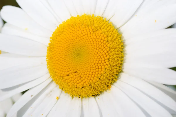 Flor — Fotografia de Stock