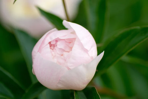 Flor — Fotografia de Stock