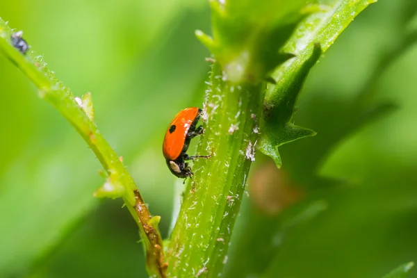 Böcek. — Stok fotoğraf