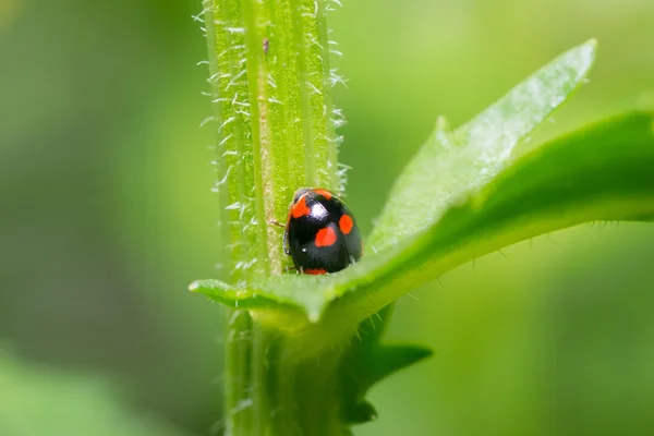 Beetle — Stock Photo, Image