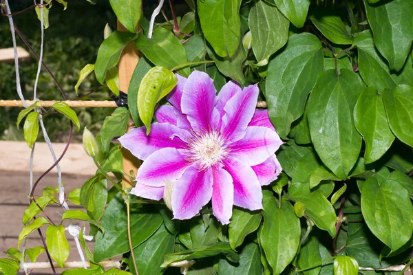 Flor — Fotografia de Stock