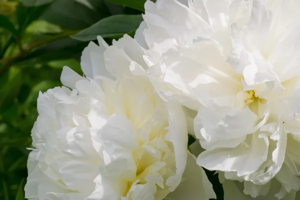 Flor — Fotografia de Stock