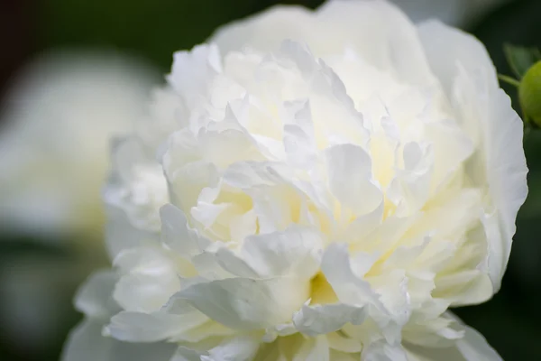 Flor — Foto de Stock