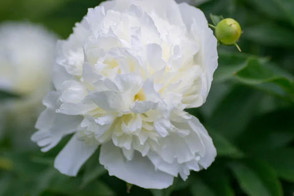 Flor — Fotografia de Stock