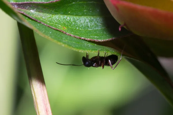 La hormiga — Foto de Stock