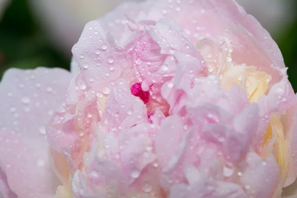 Flor — Fotografia de Stock