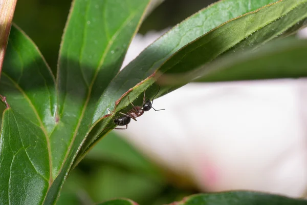 La hormiga — Foto de Stock