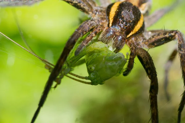 거미 자연 — 스톡 사진