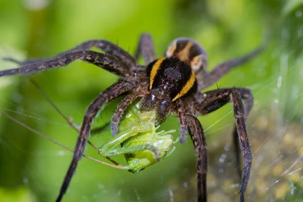 Spinnennatur — Stockfoto
